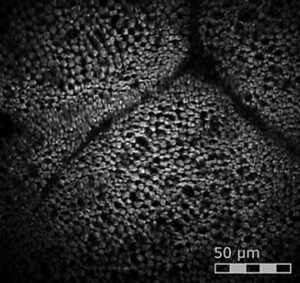 Rose leaf without mycosis three-photon microscopy
